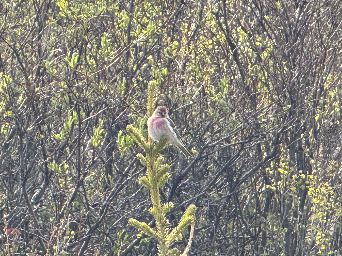 Redpoll (Common) - ML637493806
