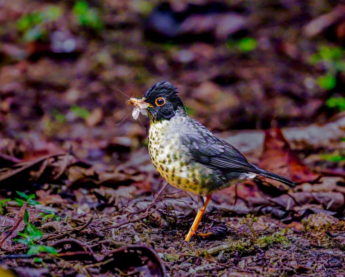 Speckled Nightingale-Thrush - ML637493865