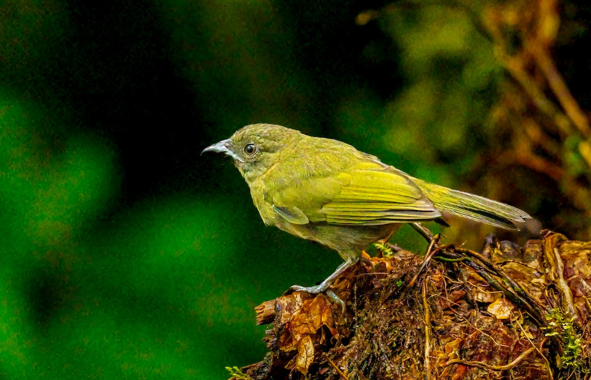 Ochre-breasted Tanager - ML637493908
