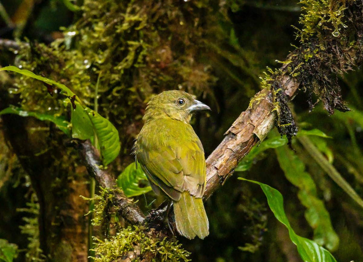 Ochre-breasted Tanager - ML637493909