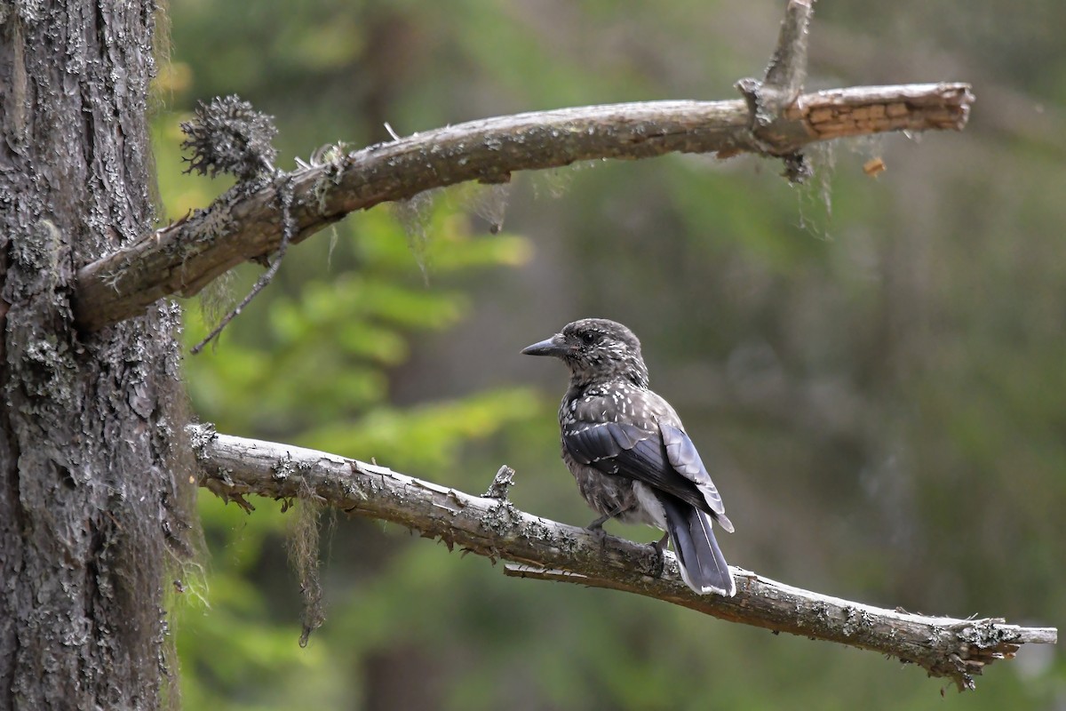 Northern Nutcracker - ML637493968