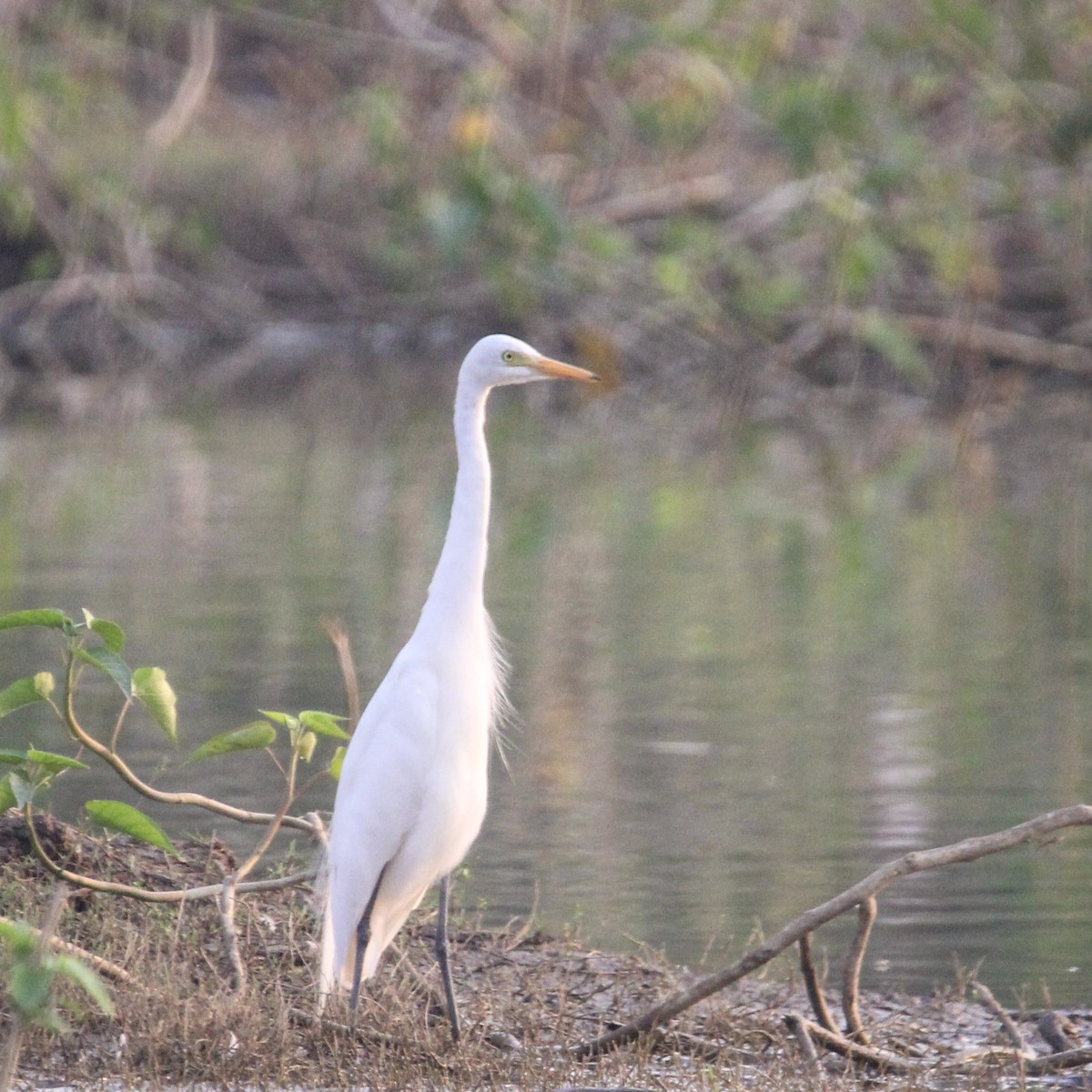 Medium Egret - ML637493998