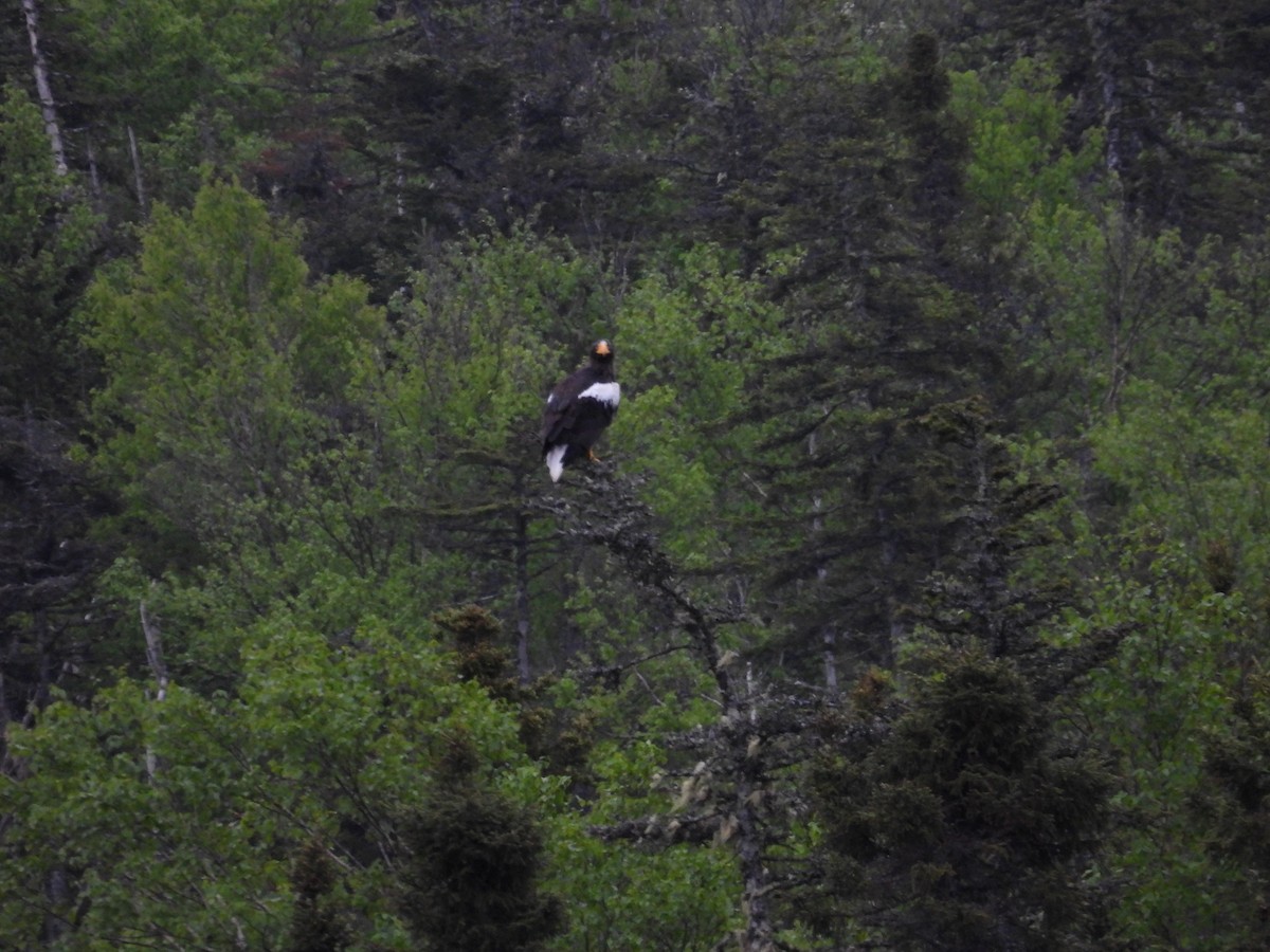Steller's Sea-Eagle - ML637494008
