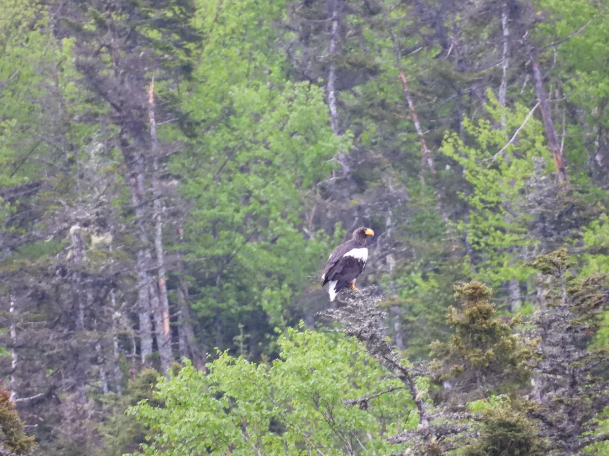 Steller's Sea-Eagle - ML637494009