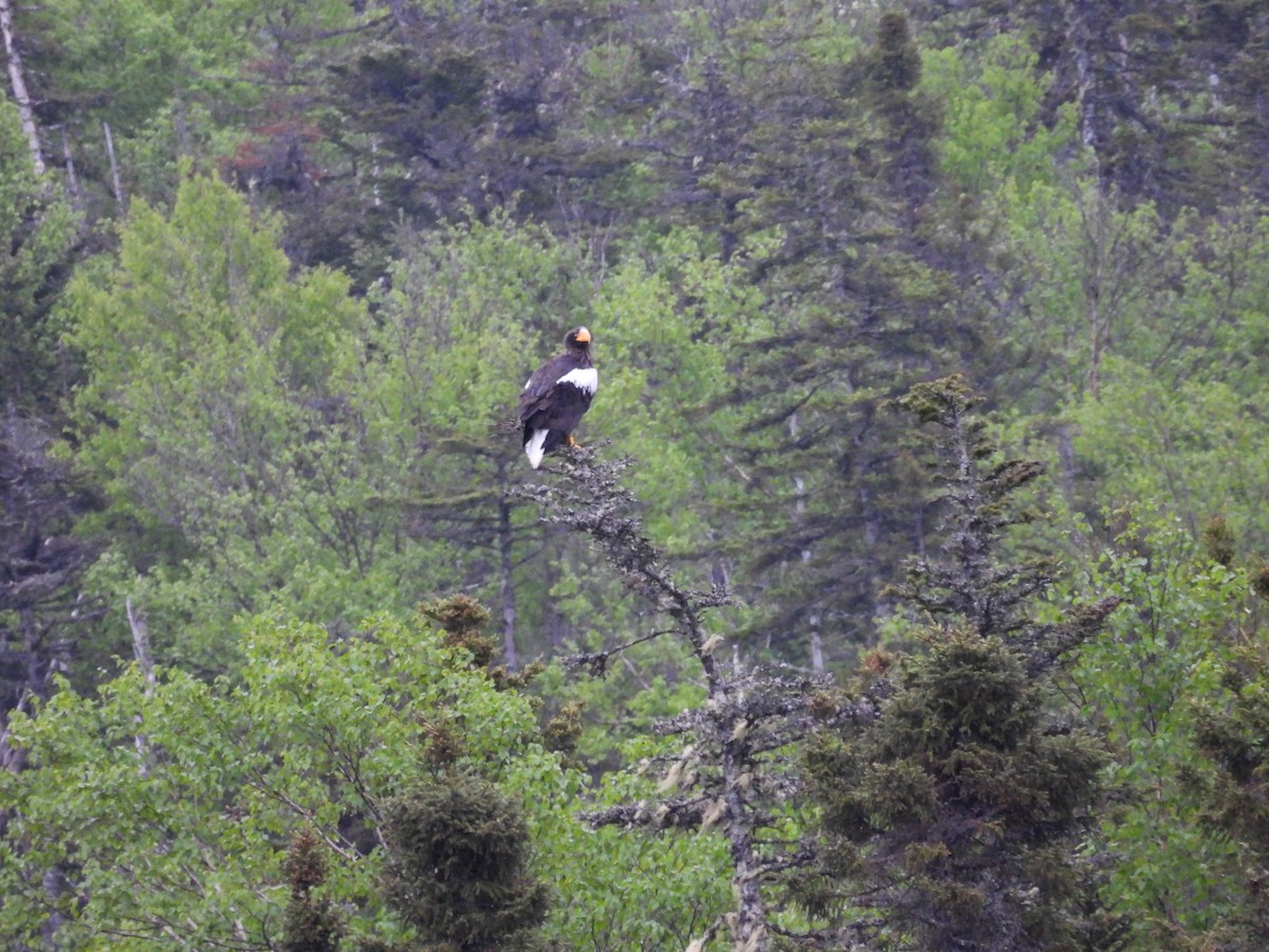 Steller's Sea-Eagle - ML637494010