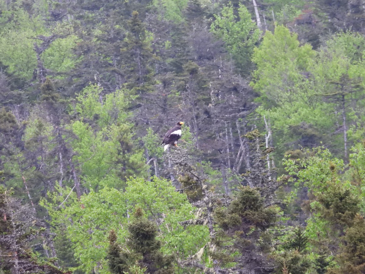 Steller's Sea-Eagle - ML637494011