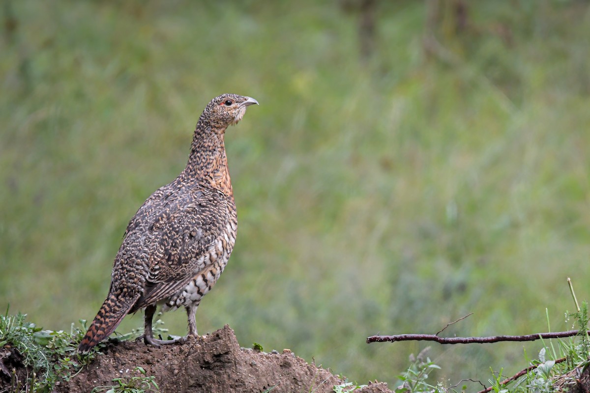 Western Capercaillie - ML637494019
