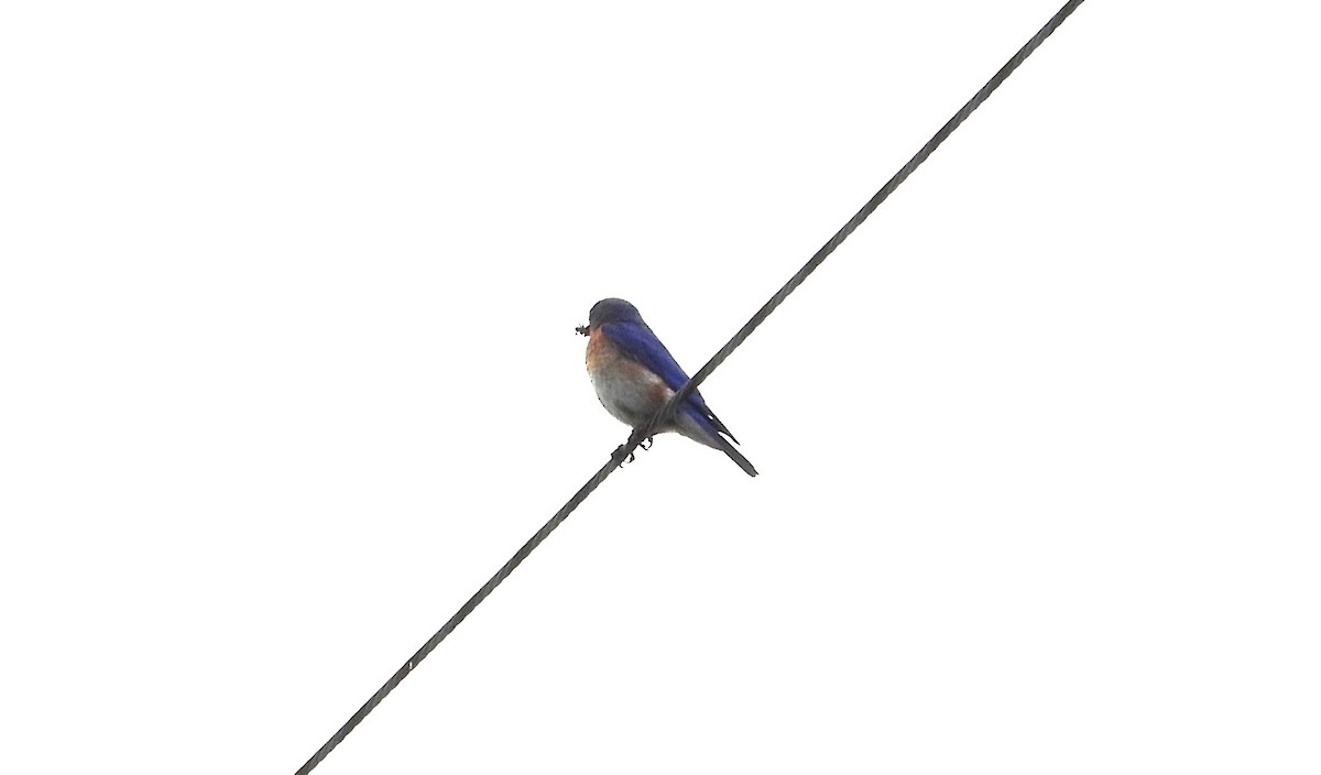 Eastern Bluebird - ML637494072