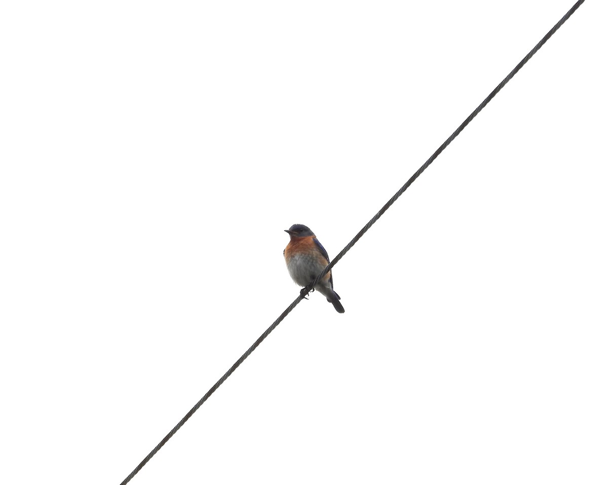 Eastern Bluebird - ML637494073