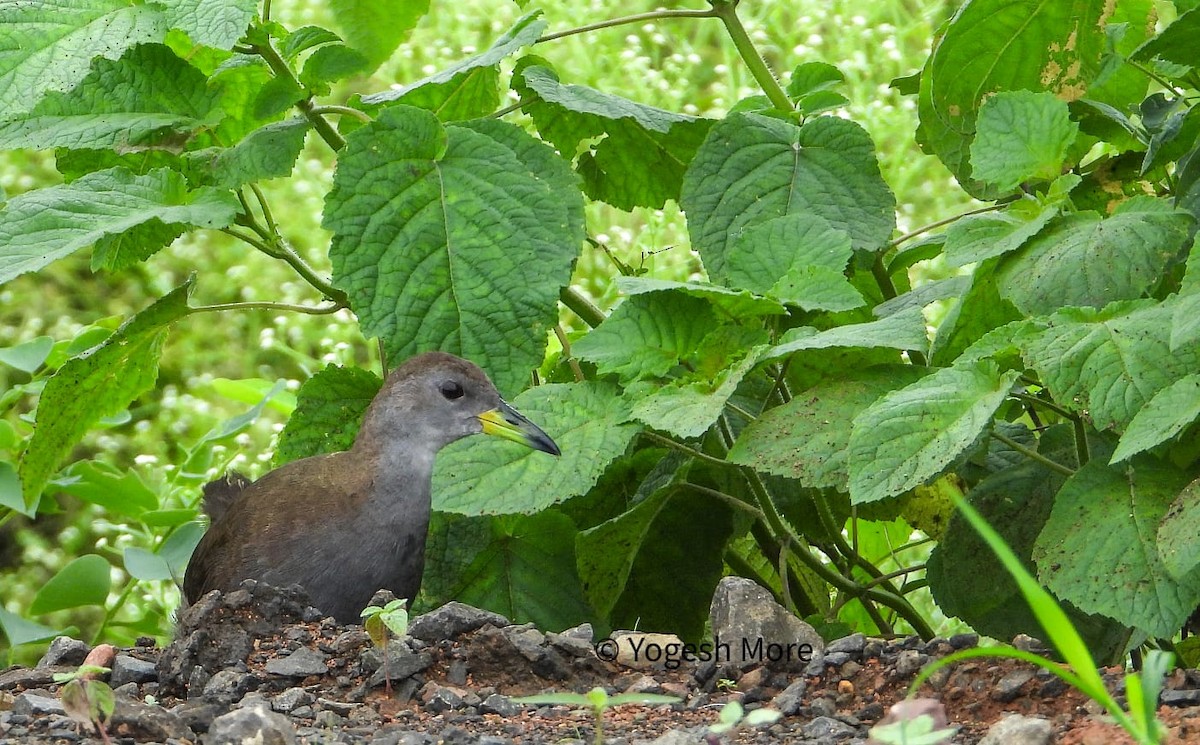 Brown Crake - ML637494109