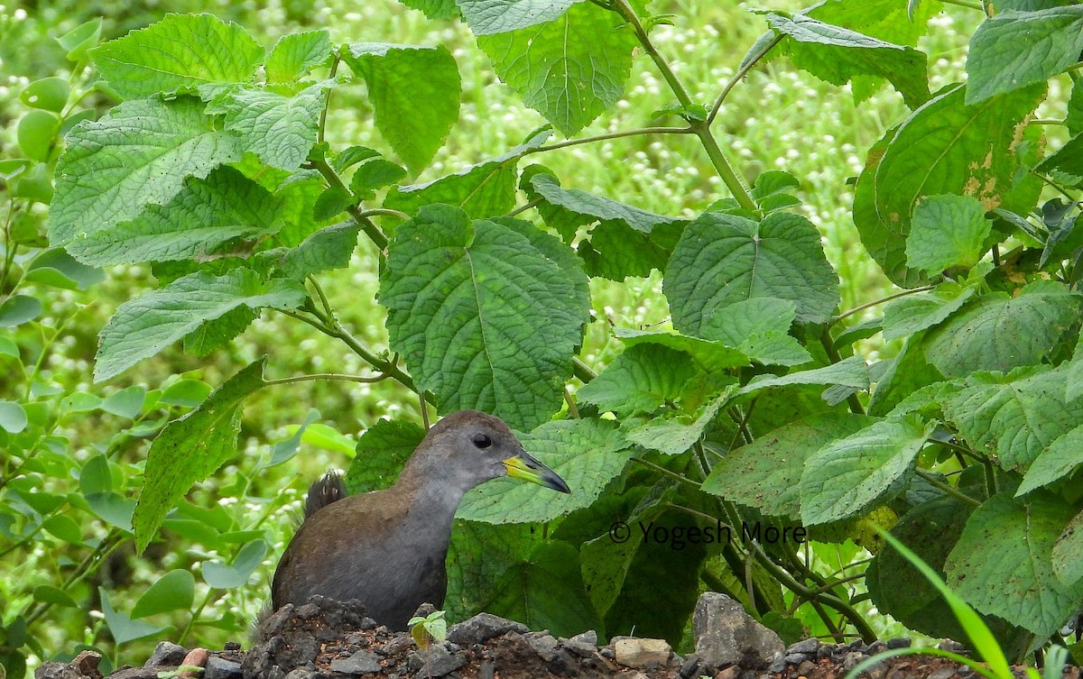 Brown Crake - ML637494110