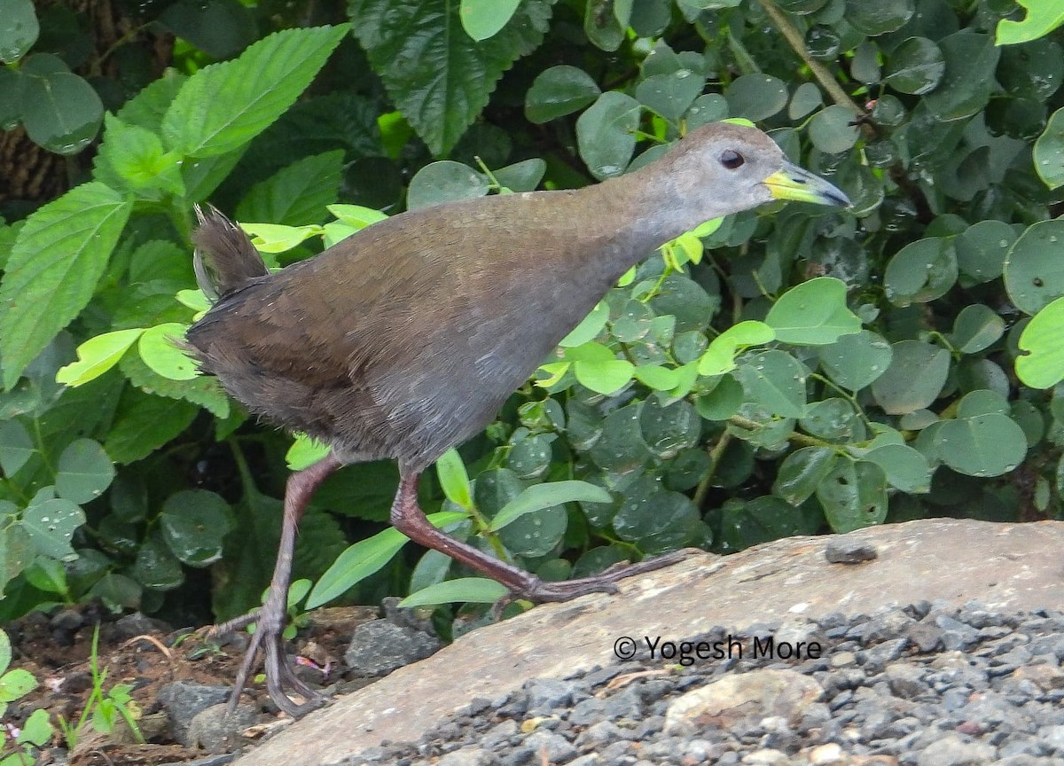 Brown Crake - ML637494112