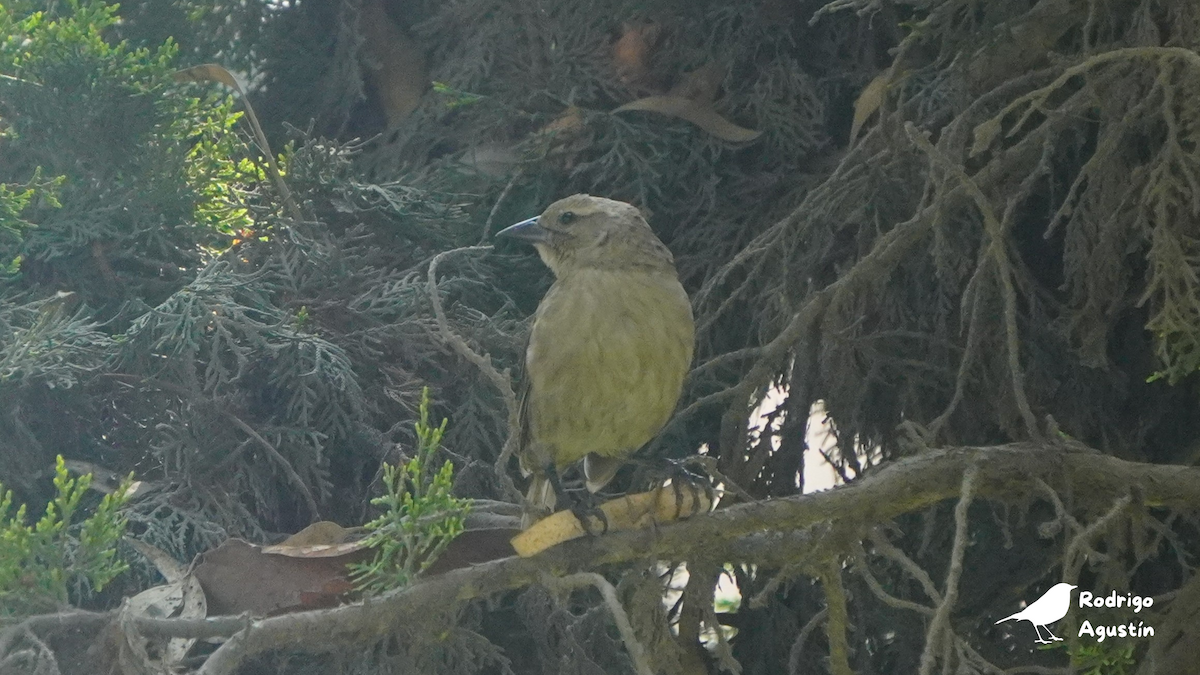 Shiny Cowbird - ML637494154