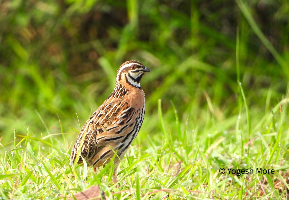 Rain Quail - ML637494203