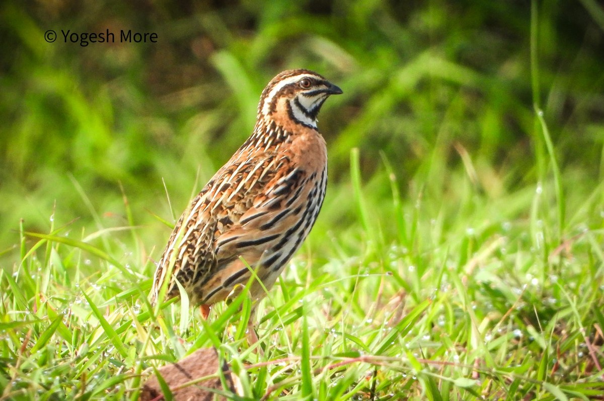Rain Quail - ML637494204