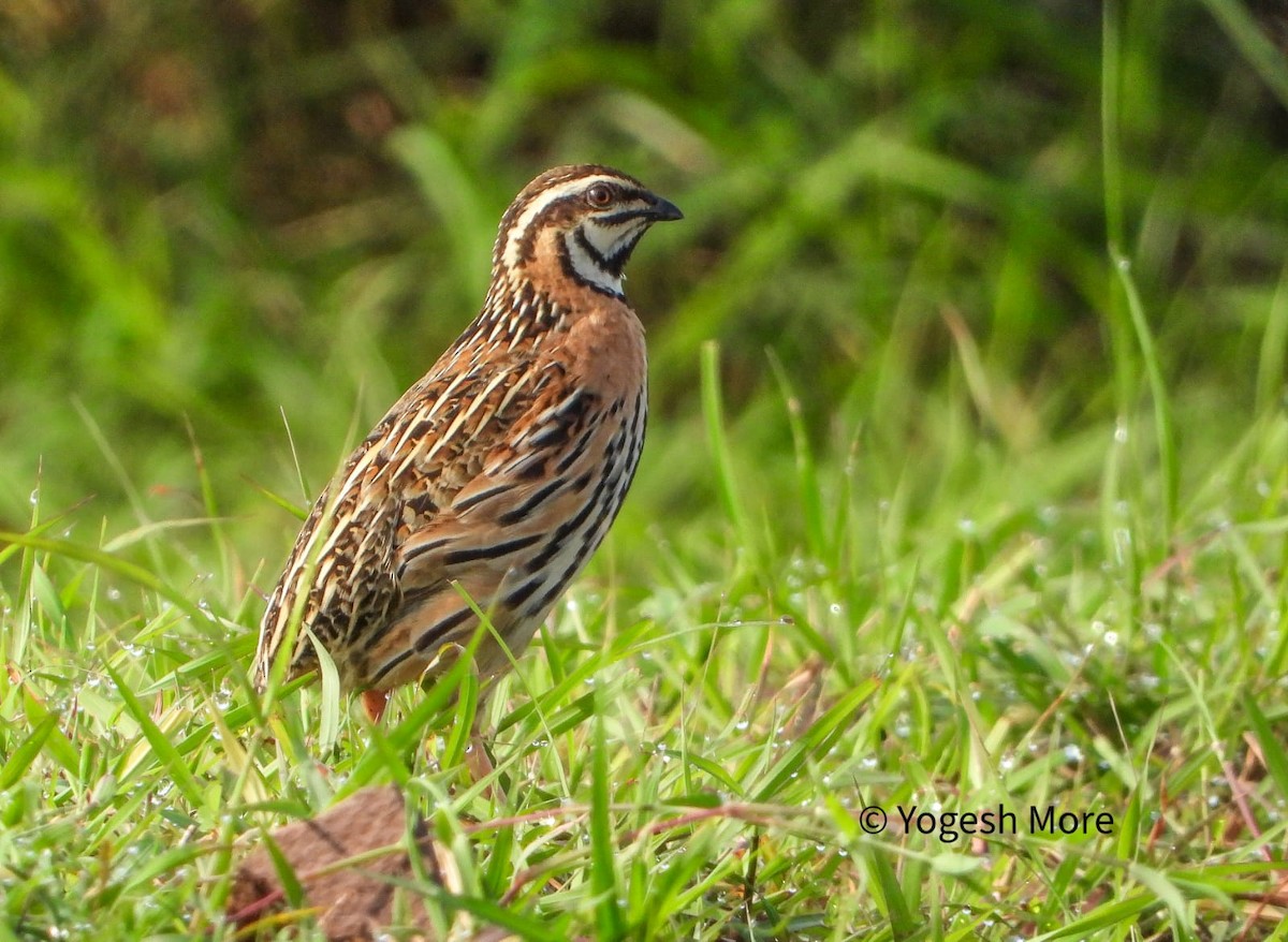 Rain Quail - ML637494205