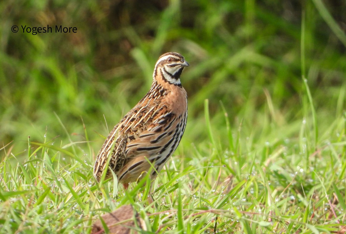 Rain Quail - ML637494206