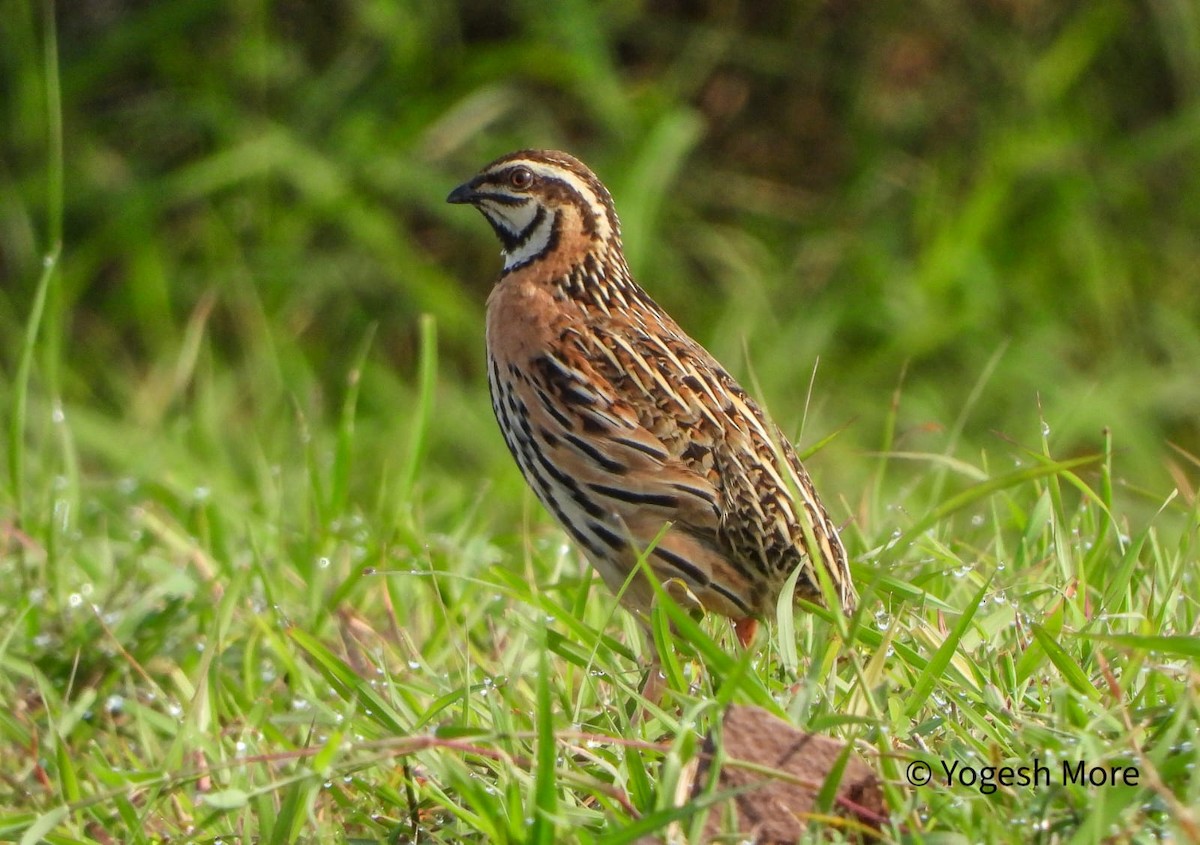 Rain Quail - ML637494207
