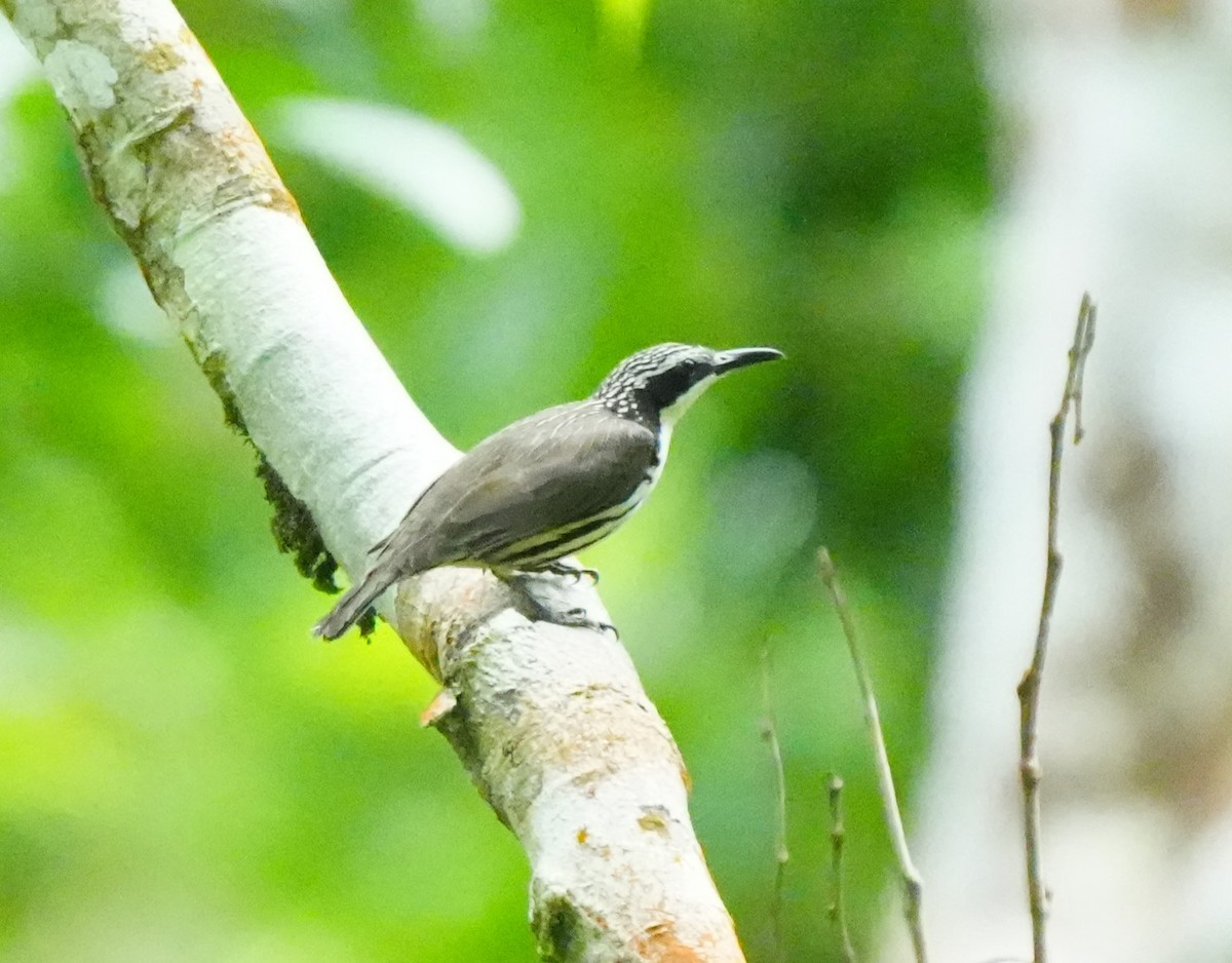 Stripe-sided Rhabdornis - ML637494208