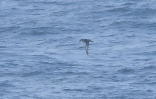 Sooty Shearwater - ML637494223