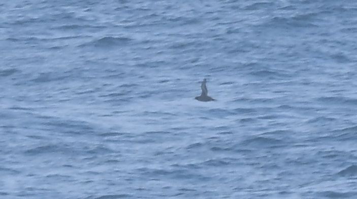 Sooty Shearwater - ML637494224