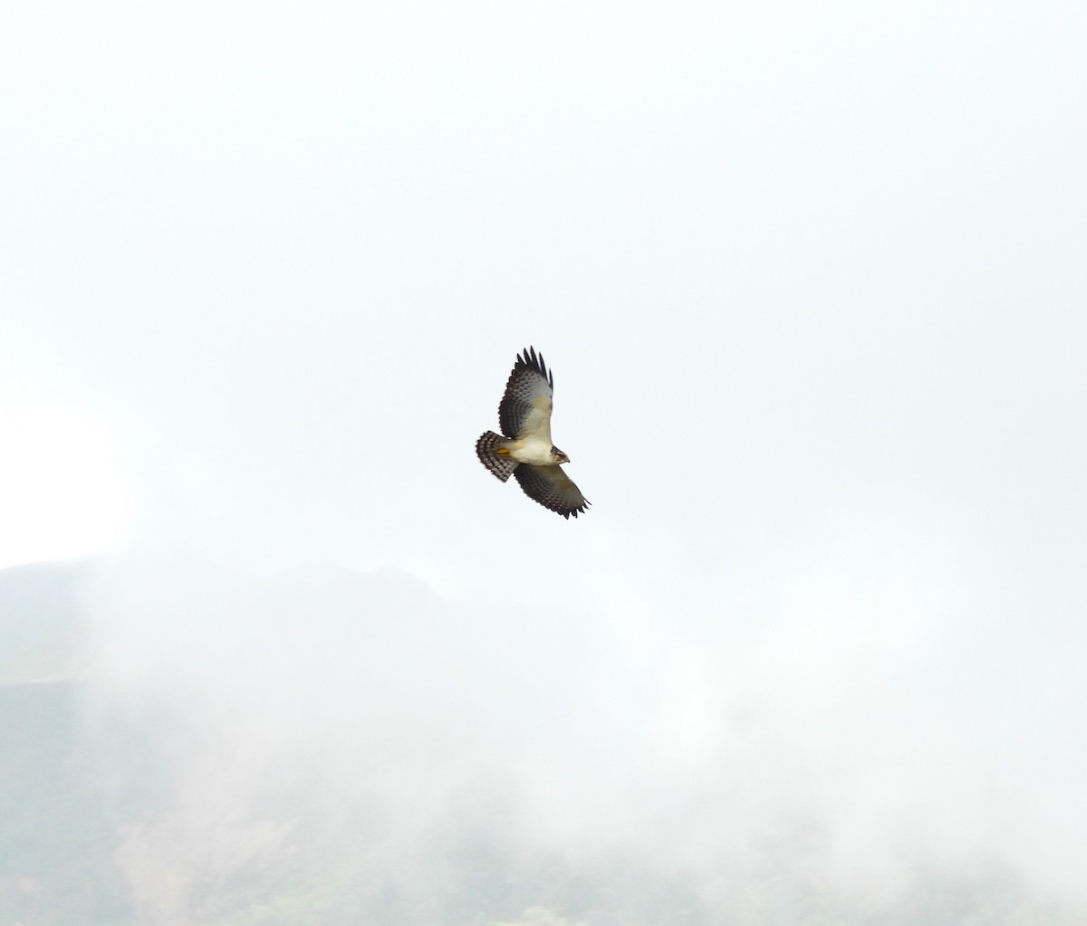 Short-tailed Hawk - ML637494245