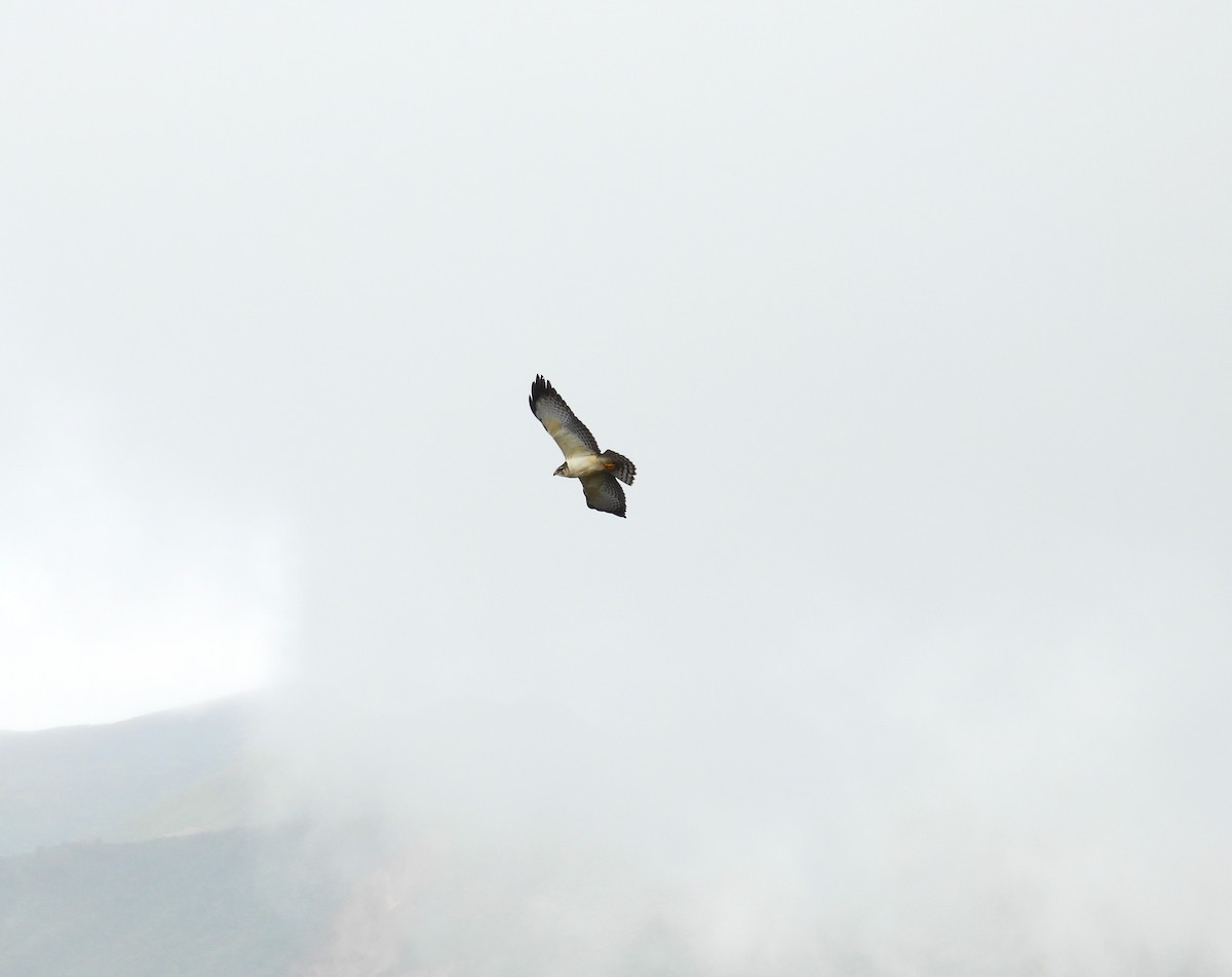 Short-tailed Hawk - ML637494246
