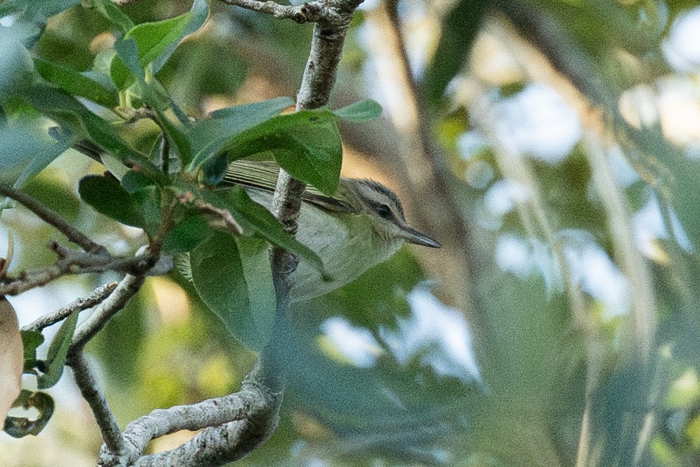 Black-whiskered Vireo - ML637494266