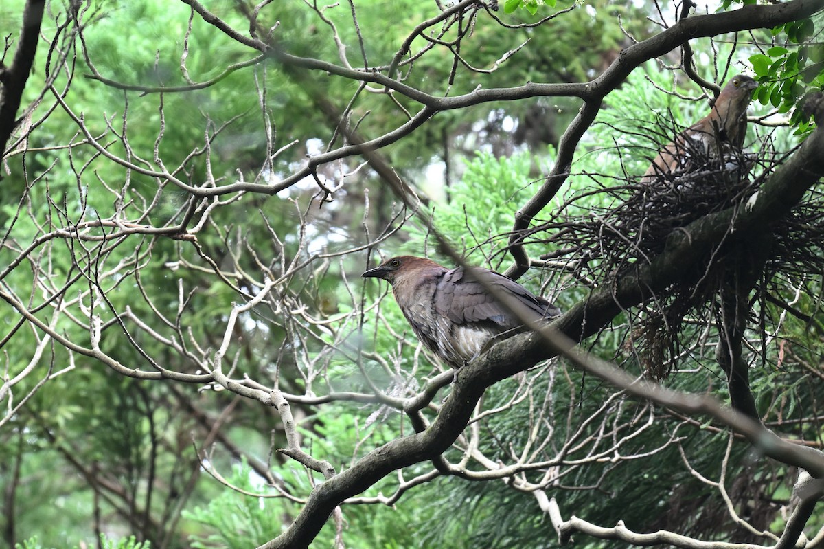 Japanese Night Heron - ML637494275