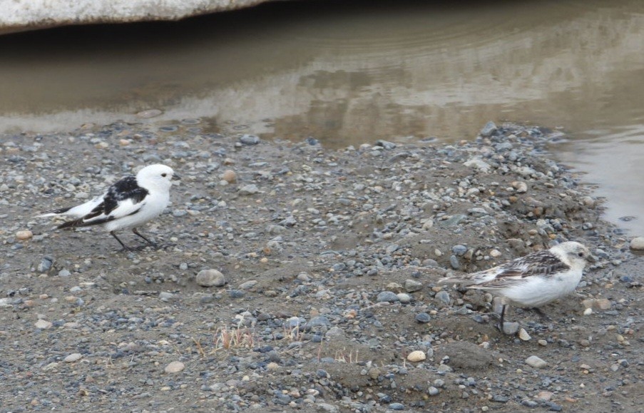 Snow Bunting - ML637494320