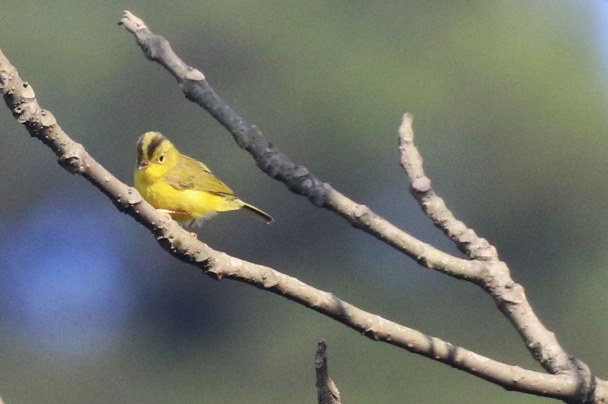 Green-crowned Warbler - ML637494343