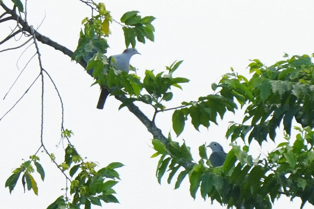 Green Imperial-Pigeon (Maroon-naped) - ML637494368