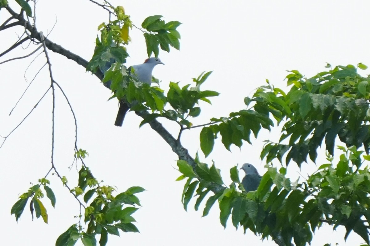 Green Imperial-Pigeon (Maroon-naped) - ML637494369