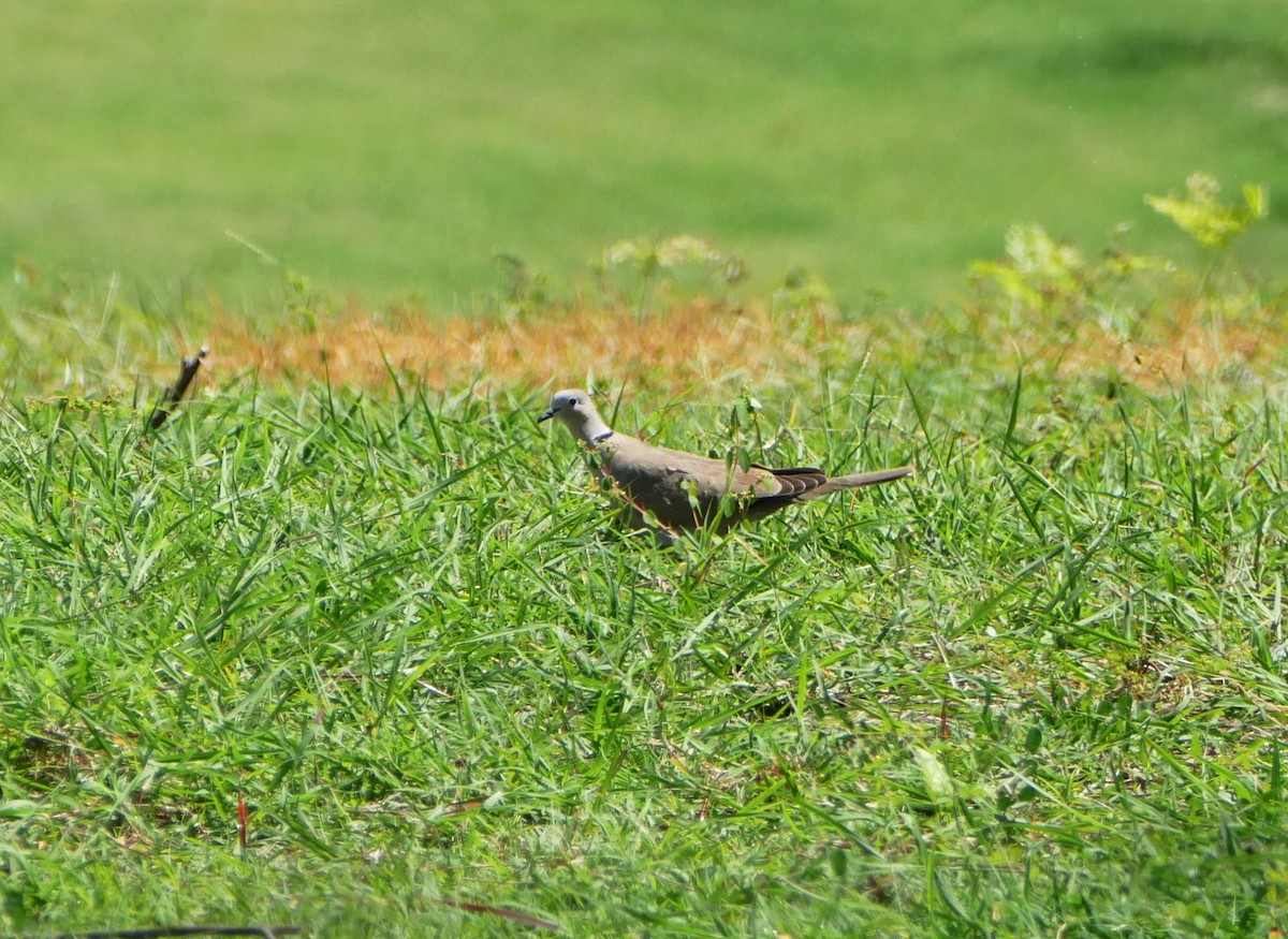Eurasian Collared-Dove - ML637494371