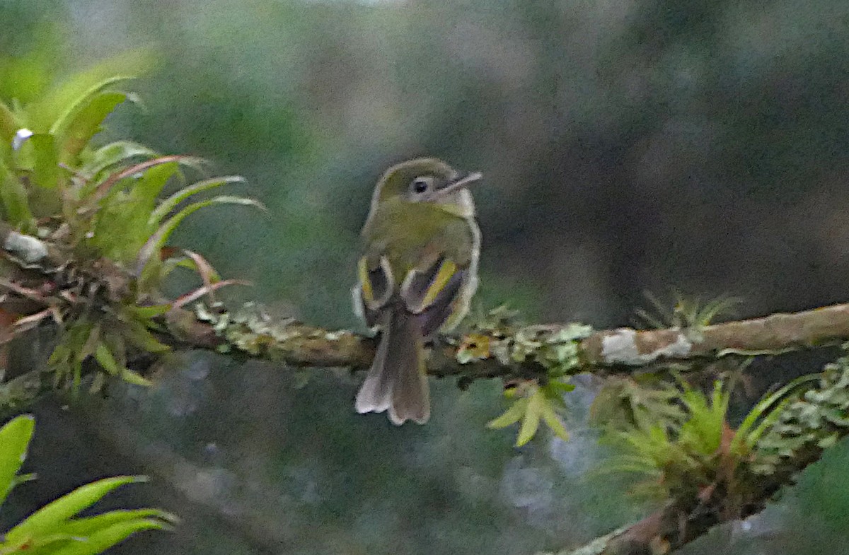 Eye-ringed Flatbill - ML637494401