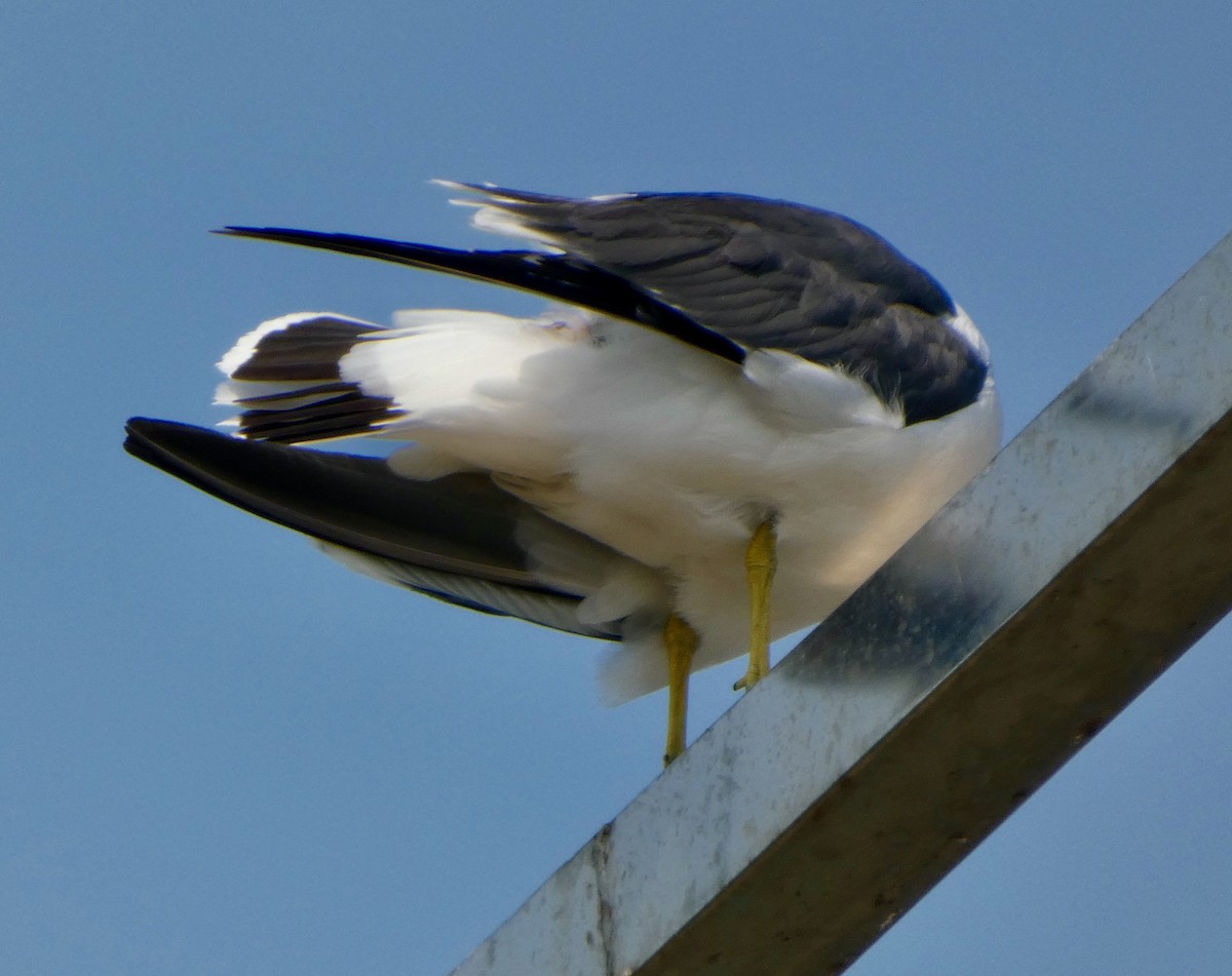 Black-tailed Gull - ML637494434