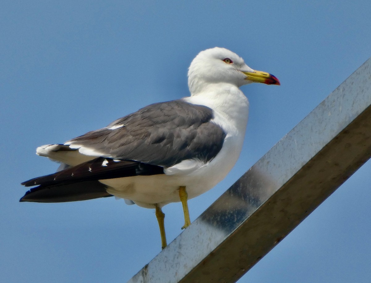 Black-tailed Gull - ML637494437