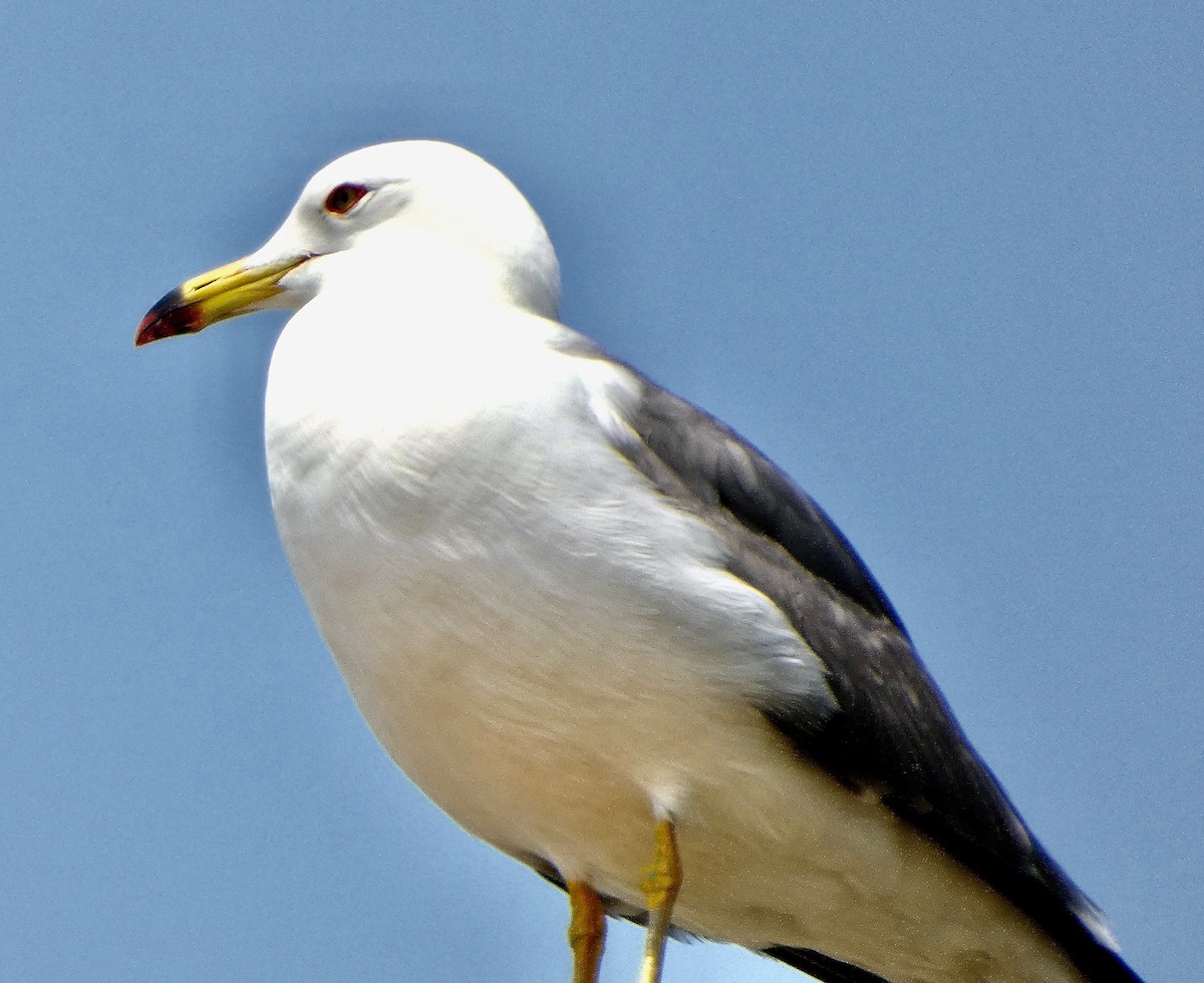 Black-tailed Gull - ML637494439