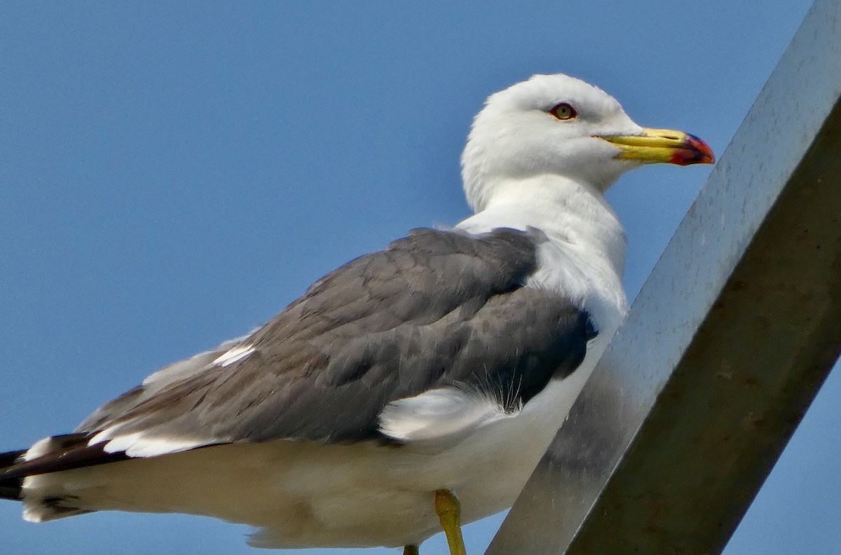 Black-tailed Gull - ML637494440
