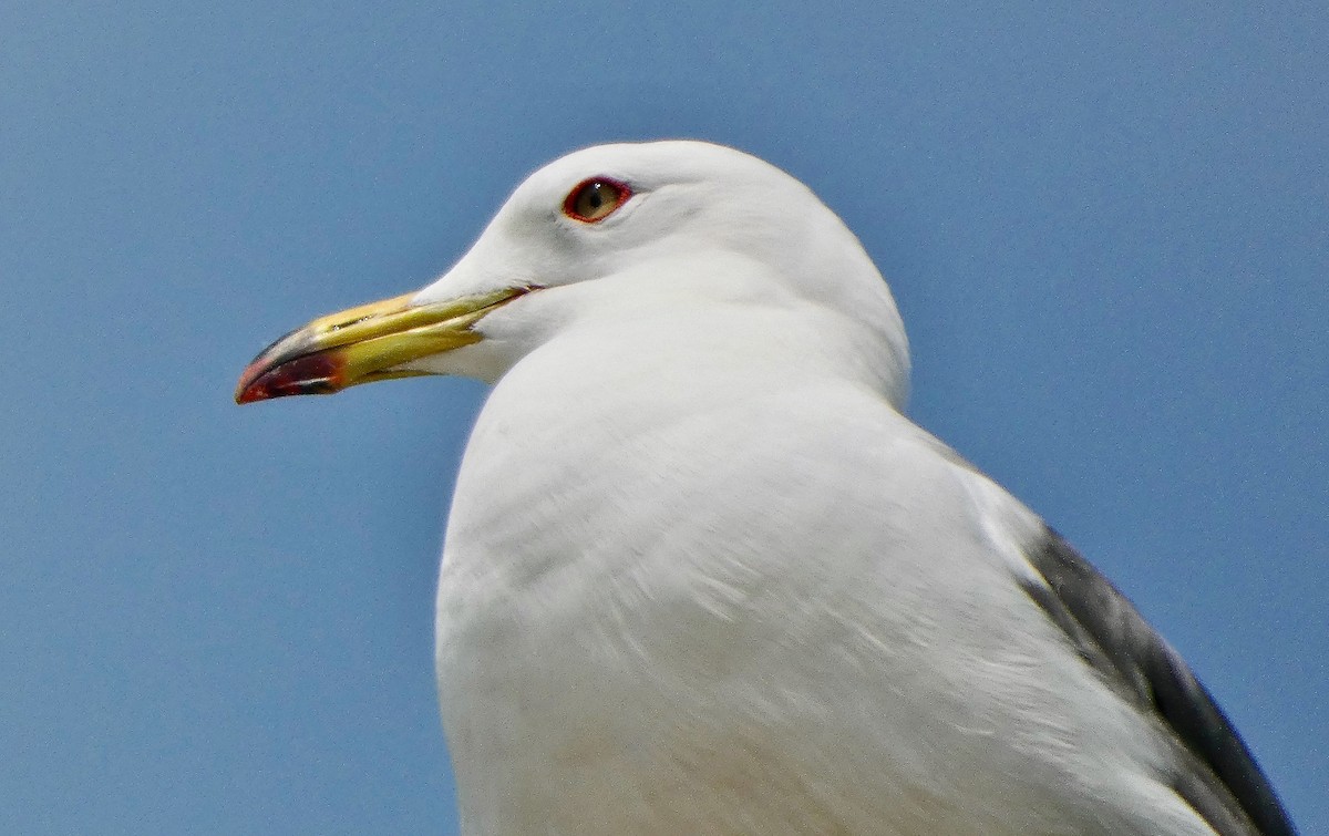 Black-tailed Gull - ML637494441