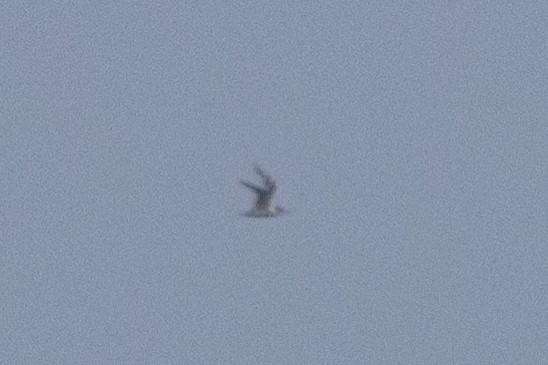 large tern sp. - ML637494442