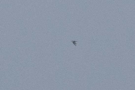large tern sp. - ML637494443