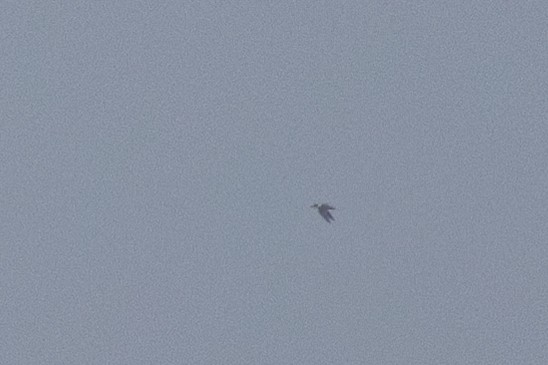 large tern sp. - ML637494444
