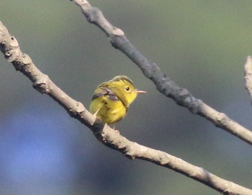 Green-crowned Warbler - ML637494445
