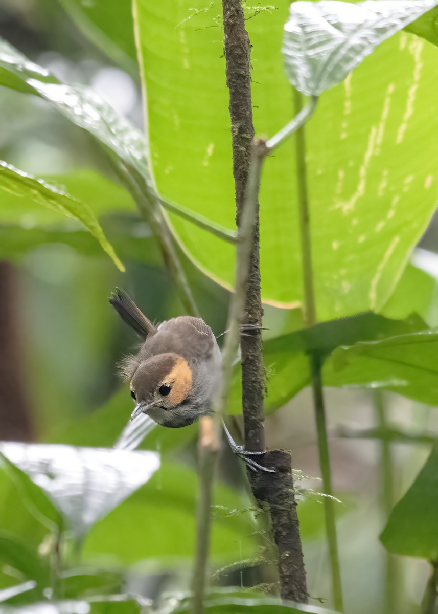 Tawny-faced Gnatwren - ML637494484