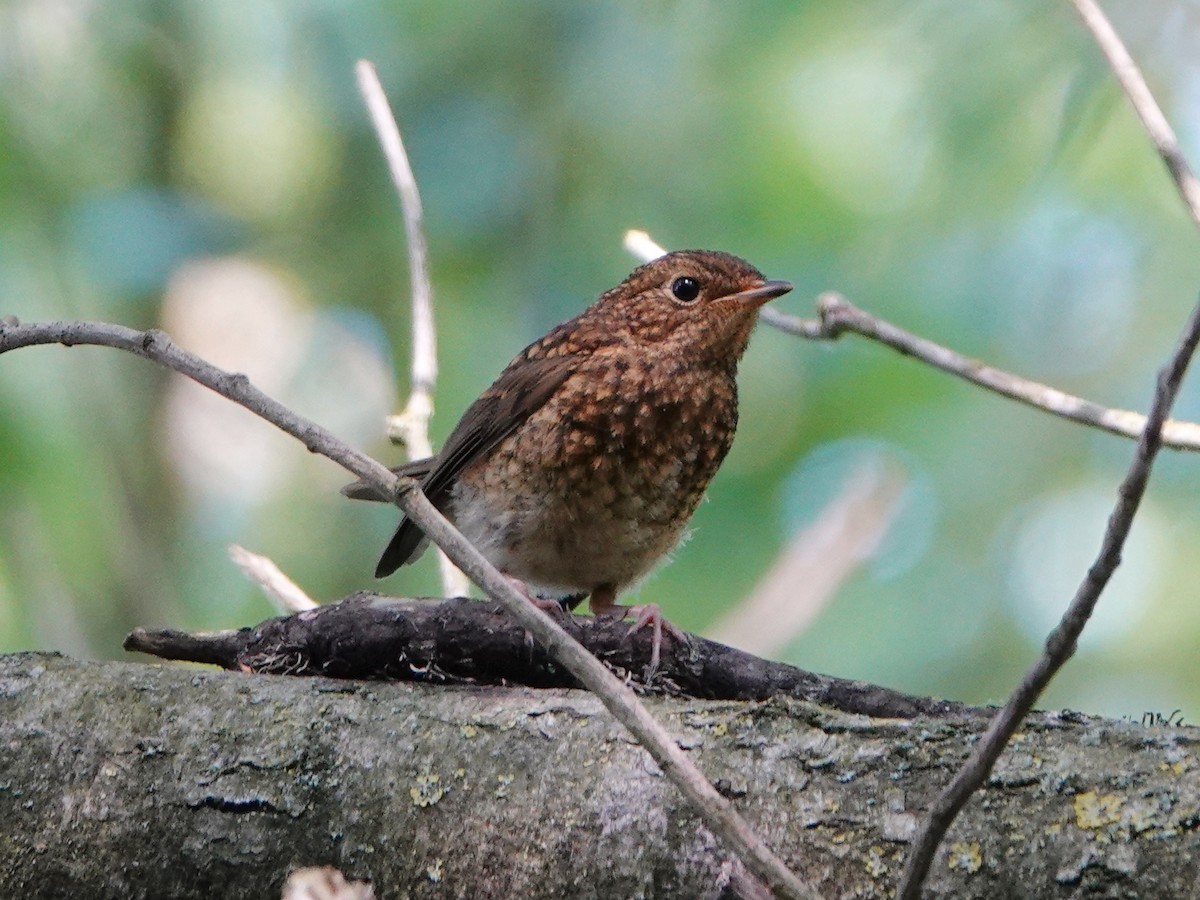 European Robin - ML637494530
