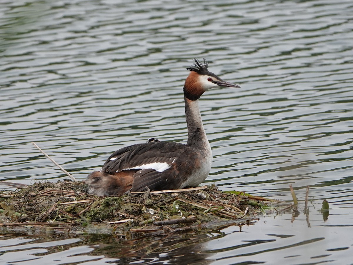 Great Crested Grebe - ML637494563