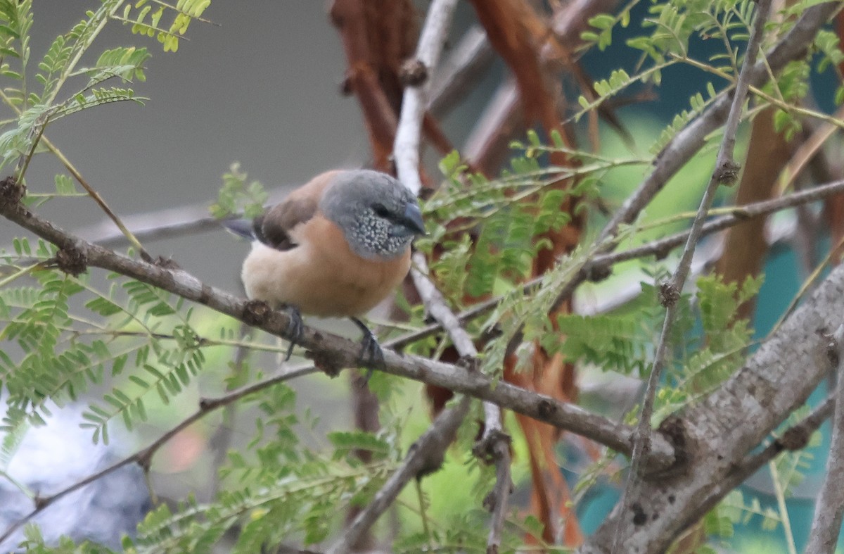 Gray-headed Silverbill - ML637494627