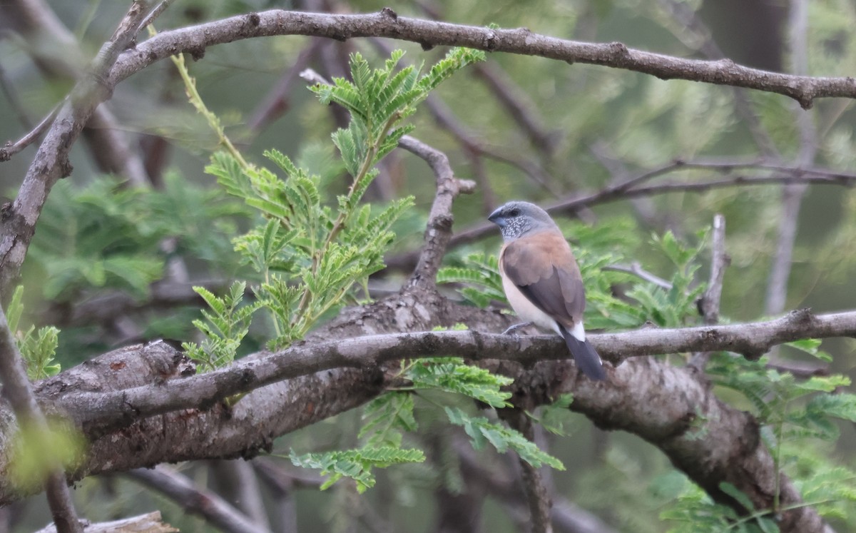 Gray-headed Silverbill - ML637494629