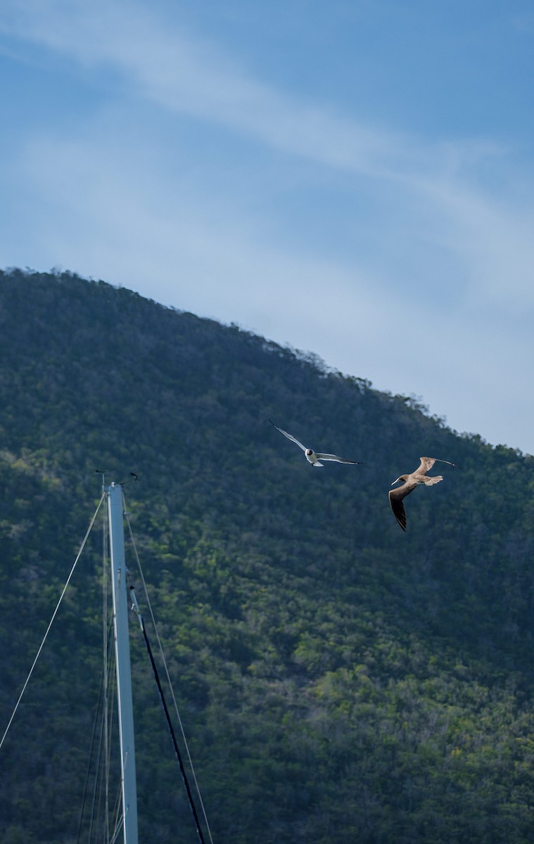 Gabbiano sghignazzante - ML637494706